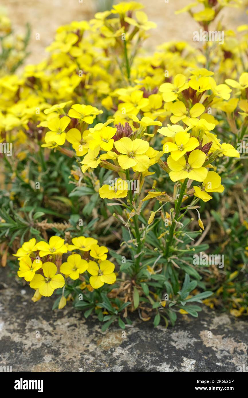 Erysimum 'Moonlight', Erysimum cheiri 'Moonlight', Alpine Wallflower, Fiori gialli Foto Stock