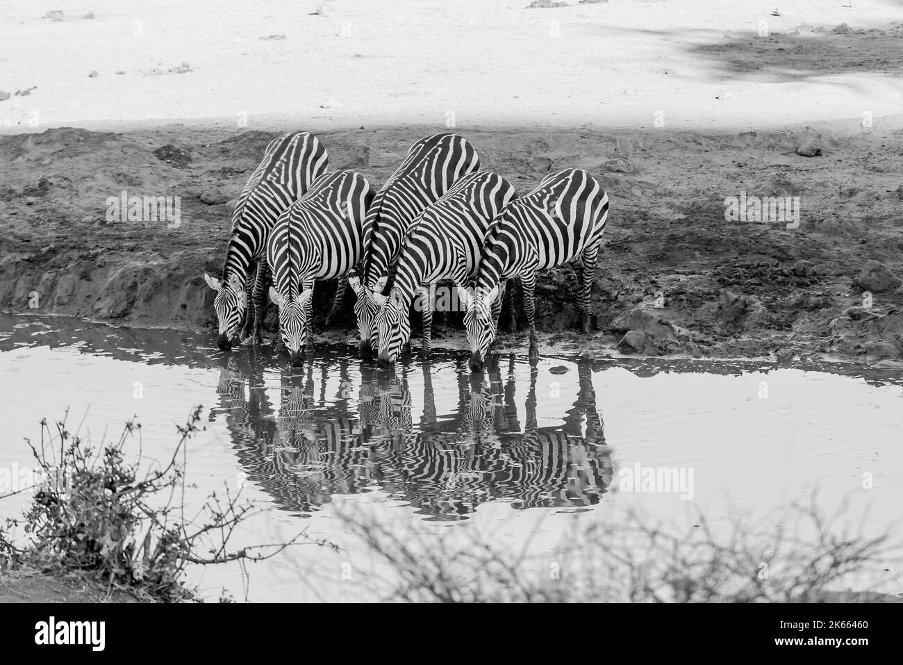 Un gruppo di Zebre al buco d'acqua Foto Stock