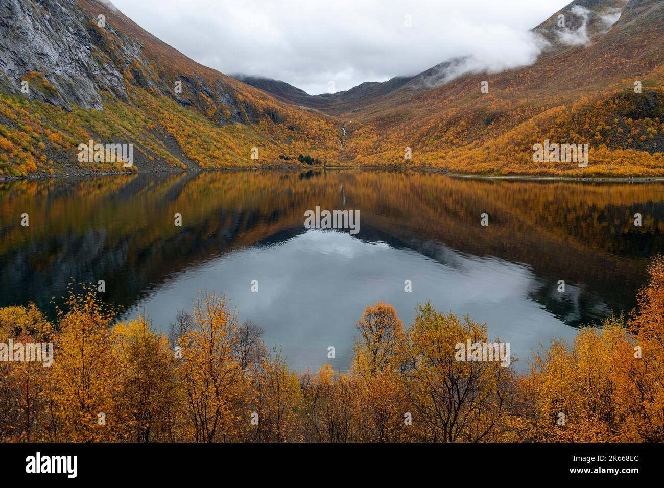 Betulla argentata (Betula pendula) riflessa nel lago, stagione autunnale, isola di Senja, Norvegia, Scandinavia, Foto Stock