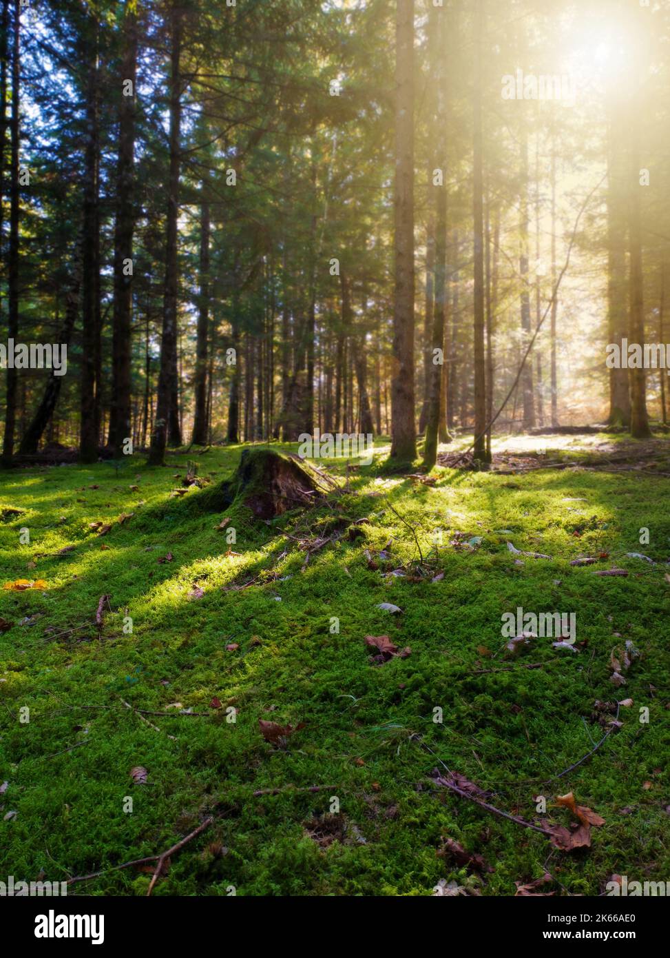 Sottobosco mossy in una foresta di conifere magiche in autunno, sole splendente attraverso gli alberi. Stagioni, natura, sostenibilità, cambiamento climatico e ambiente Foto Stock