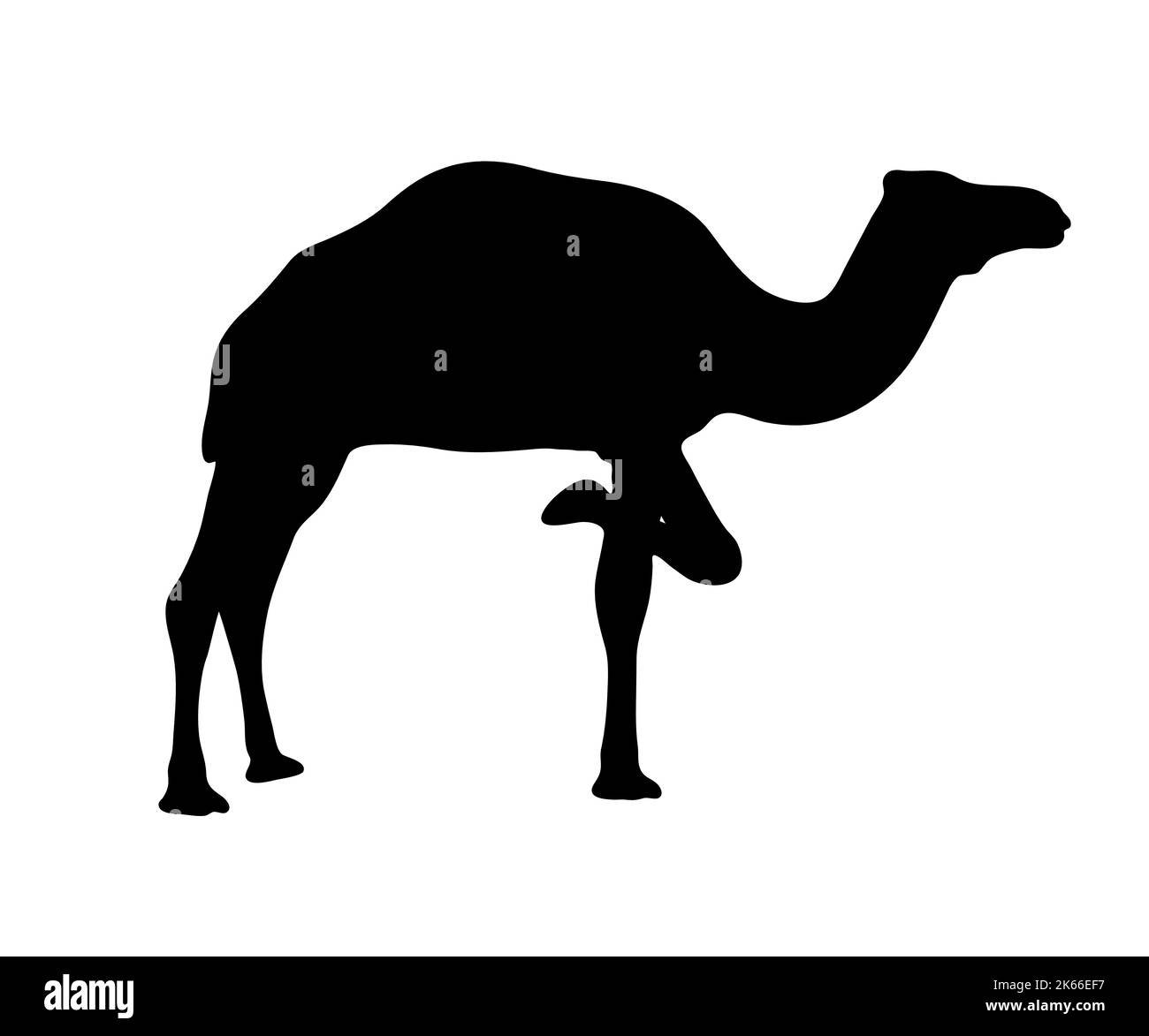 Silhouette nera di un cammello su sfondo bianco. Dromedario con gamba piegata. Illustrazione Vettoriale