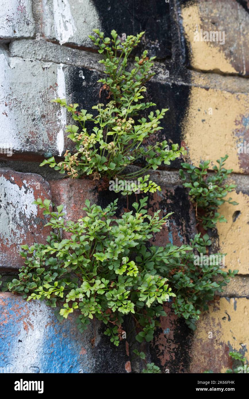 Wallrue spleenwort (Asplenium ruta-muraria), che cresce a un muro, in Germania Foto Stock