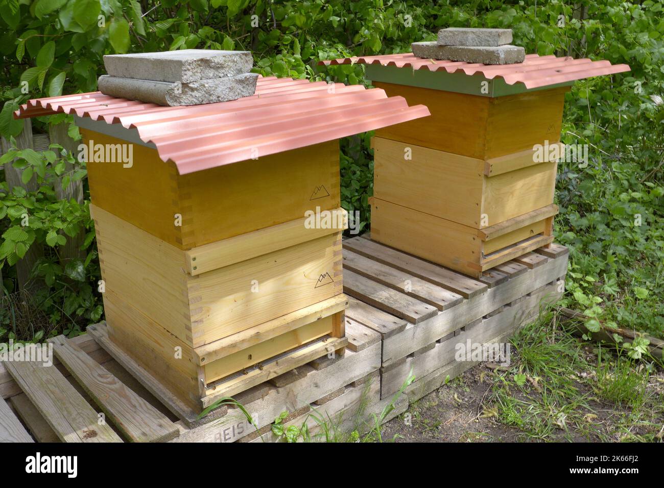 Ape di miele, ape di alveare (Apis mellifera mellifera), alveari con protezione contro la pioggia su scatole rovesciate, Germania Foto Stock