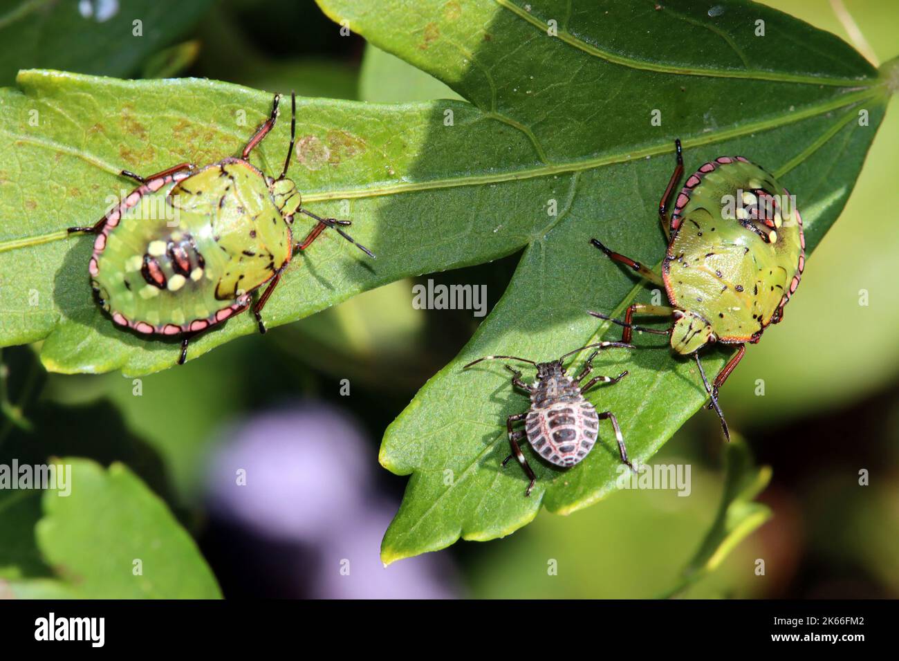 Bug di putrefazione verde meridionale, bug di scudo verde meridionale, bug di verdura verde (viridula di Nezara), ninfe di diversi stadi di sviluppo in un hibiscus, Foto Stock