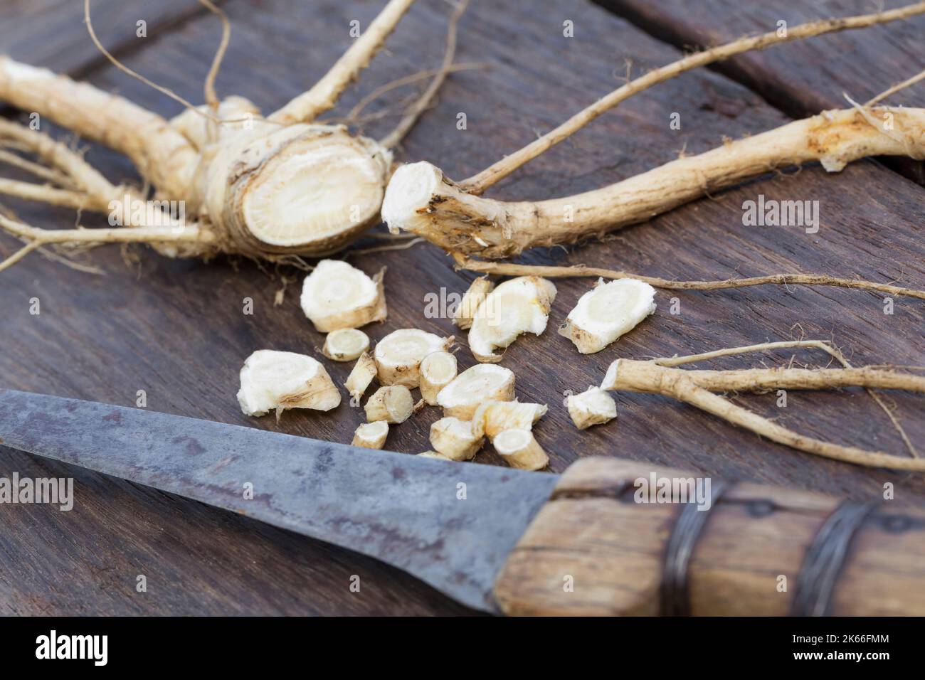 Angelica selvatica (Angelica sylvestris), raccolti e tagliare le radici, Germania Foto Stock