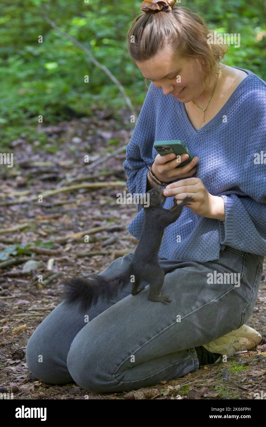 Scoiattolo rosso europeo, scoiattolo rosso eurasiatico (Sciurus vulgaris), donna si nutre scoiattolo nella foresta con noci dalla sua mano e scattare foto con Foto Stock