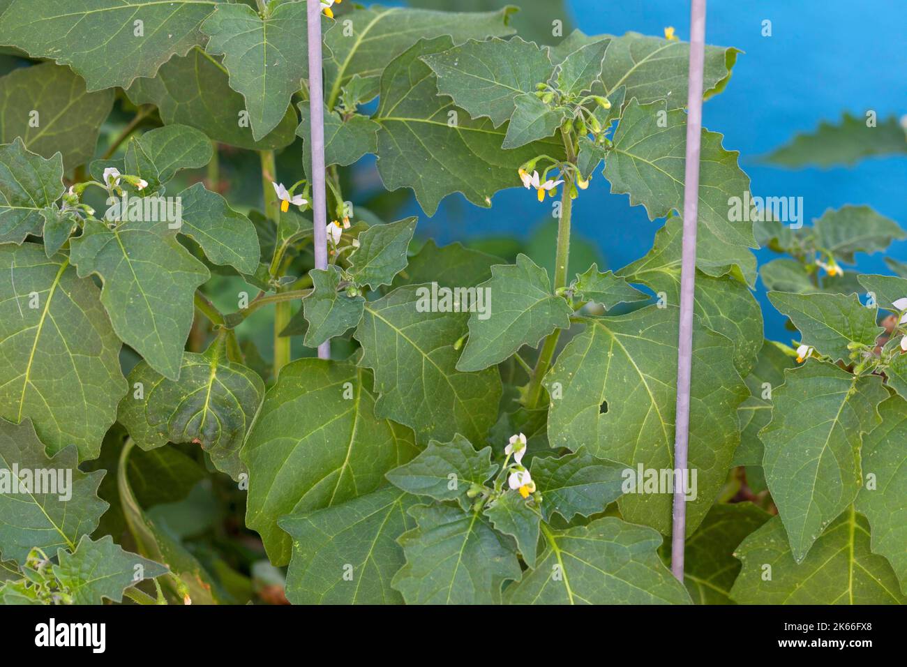 Comune Nightshade, Nightshade nero (Solanum nigrum), fiorendo dietro una recinzione, Germania Foto Stock