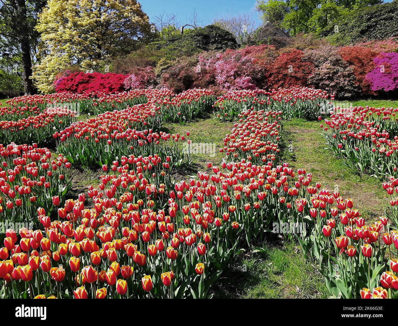 Fioritura tulipano aiuole di fronte a un, Germania Foto Stock