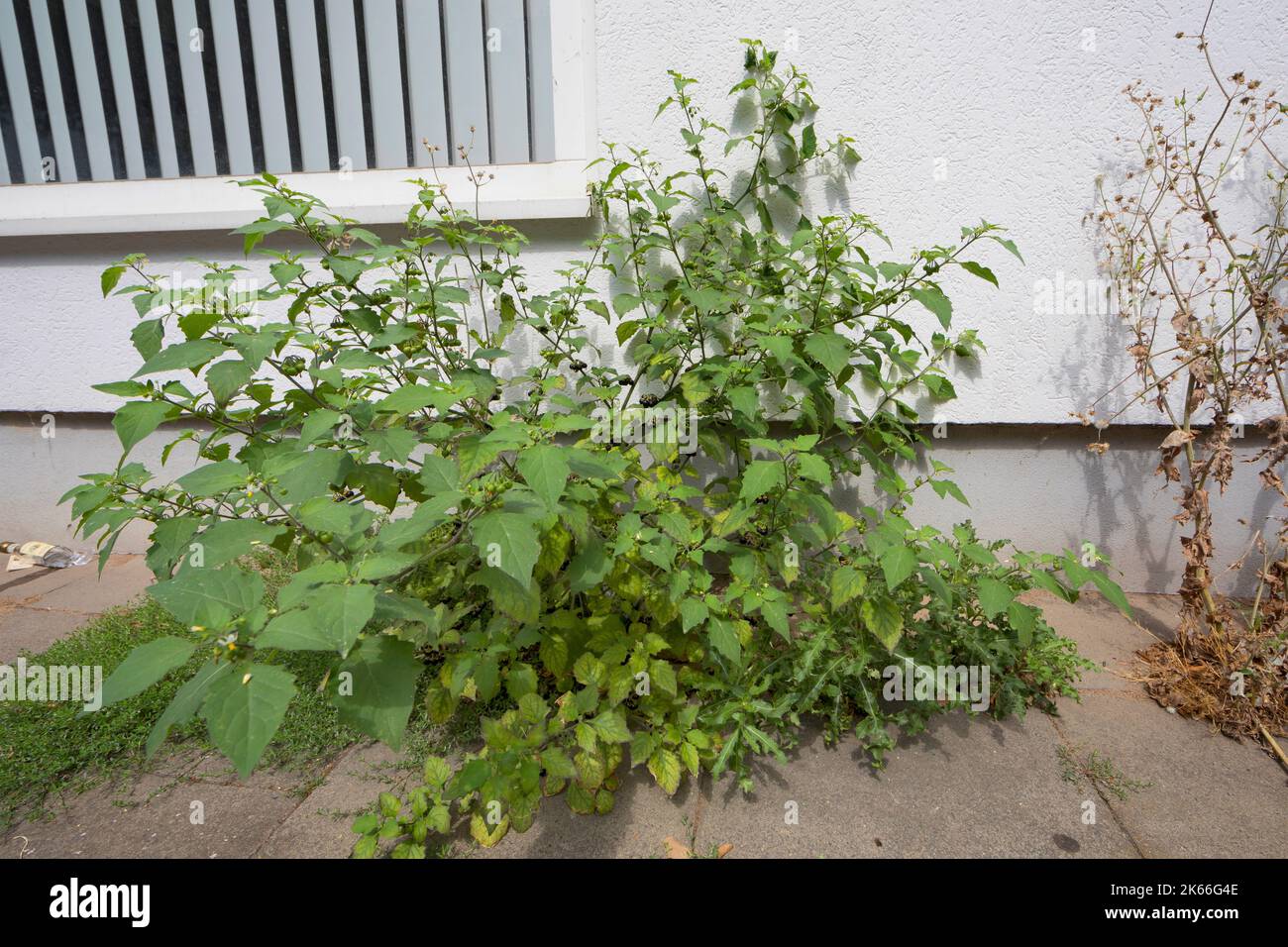 Comune nightshade, Nightshade nero (Solanum nigrum), crescente in spazi di pavimentazione, Germania Foto Stock