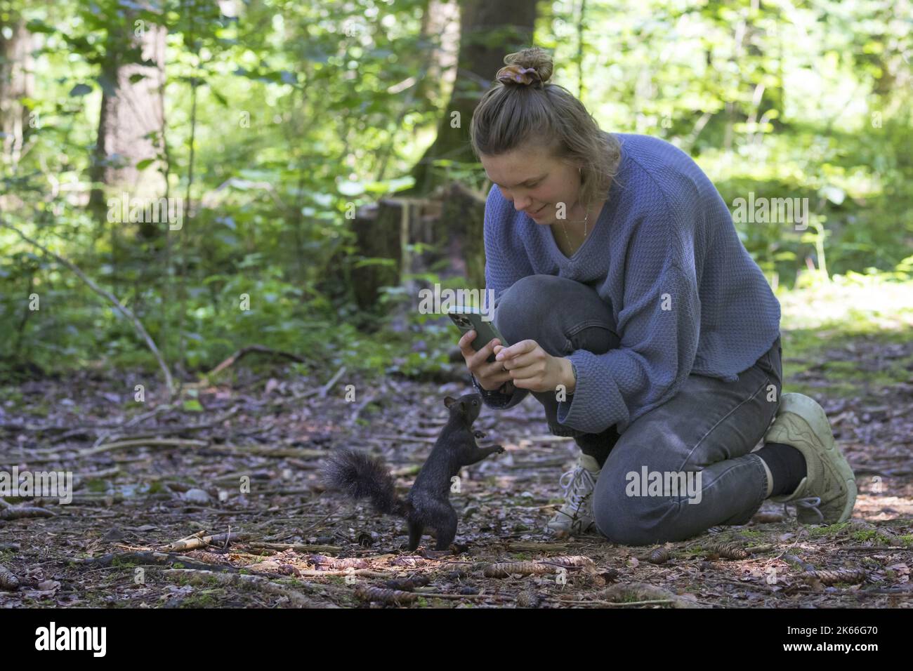 Scoiattolo rosso europeo, scoiattolo rosso eurasiatico (Sciurus vulgaris), donna si nutre scoiattolo nella foresta con noci dalla sua mano e scattare foto con Foto Stock