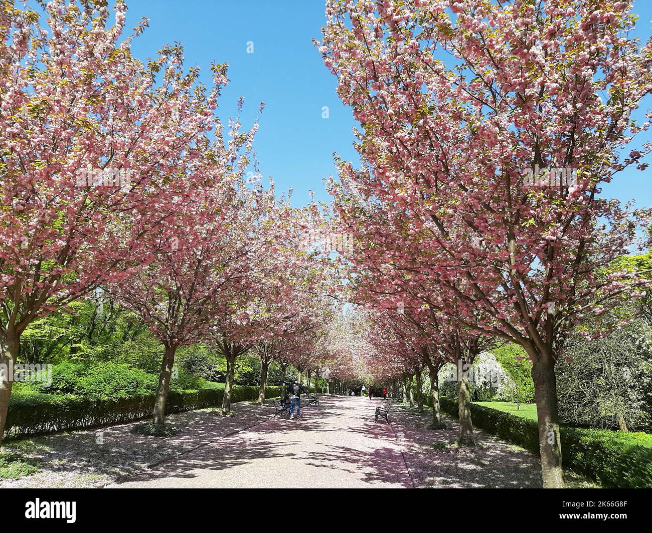 Ciliegio tibetano, corteccia di betulla Ciliegio (Prunus serrura), vicolo di ciliegie tibetane in fiore, Germania Foto Stock