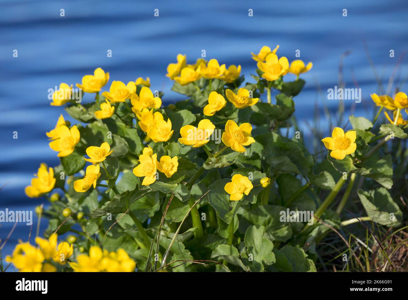 marsh Marigold (Caltha palustris), fiorente sulla riva, Scandinavia Foto Stock