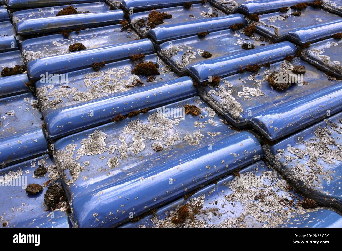 Lichen e muschio su tegole blu smaltate, Germania, Renania settentrionale-Vestfalia Foto Stock