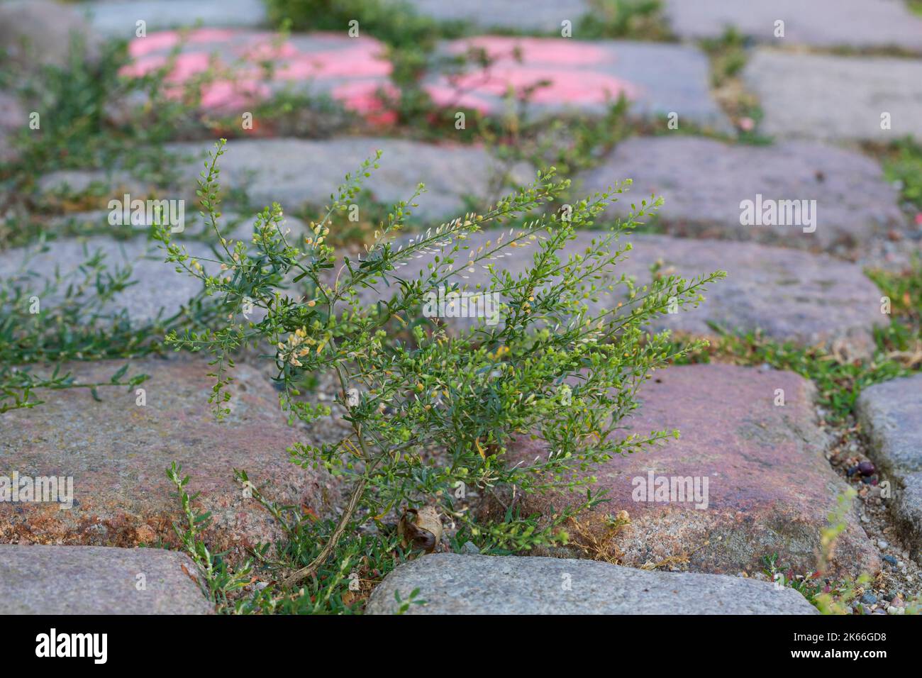 Erba piperita a foglia stretta, erba piperita a foglia stretta, erba piperita (Lepidium ruderale), cresce negli spazi di pavimentazione, Germania Foto Stock