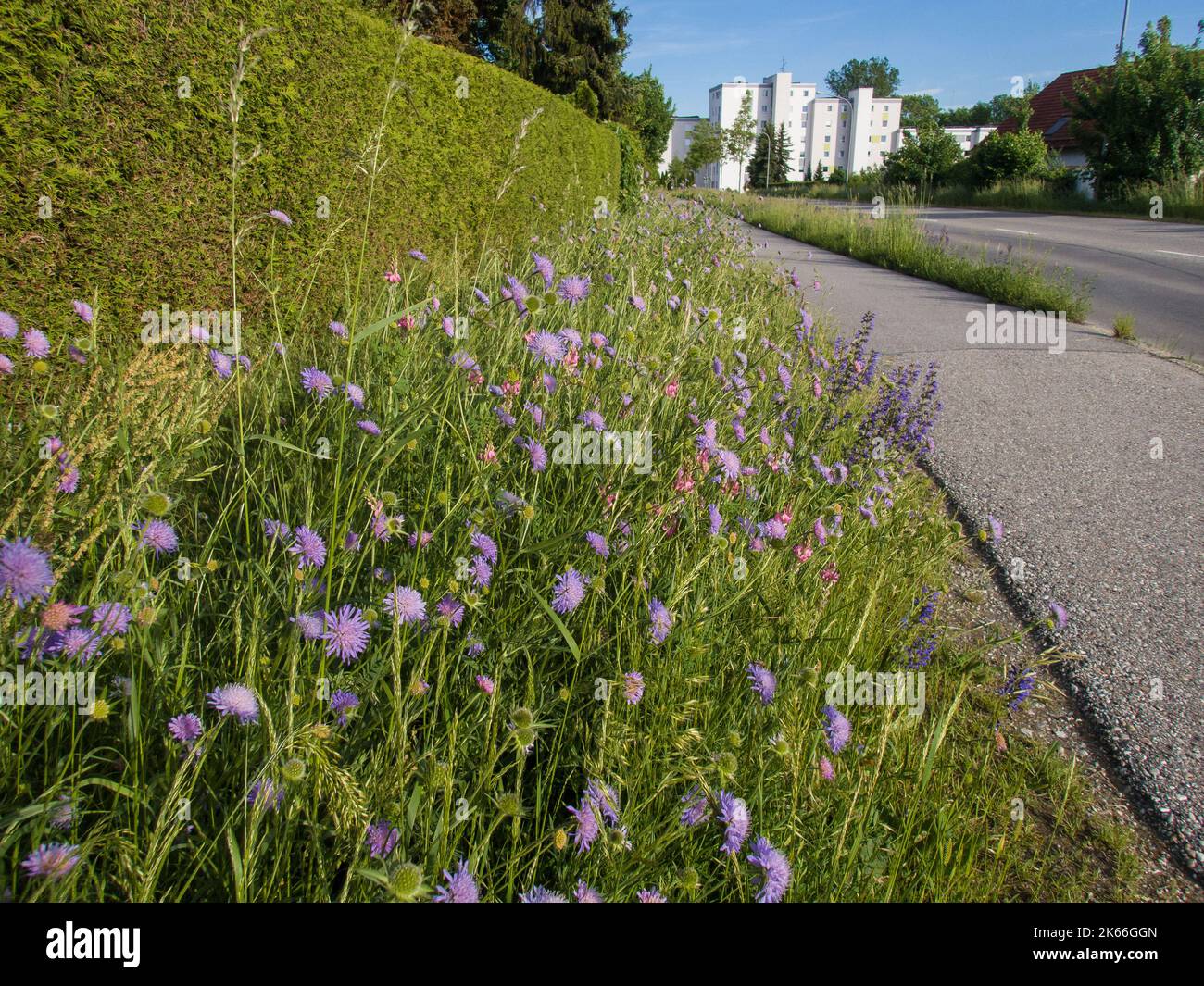 Bottone blu, campo scabious (Knautia arvensis), striscia di fiori selvatici seminati con fiori scabious, Germania, Baviera, Altdorf bei Landshut Foto Stock