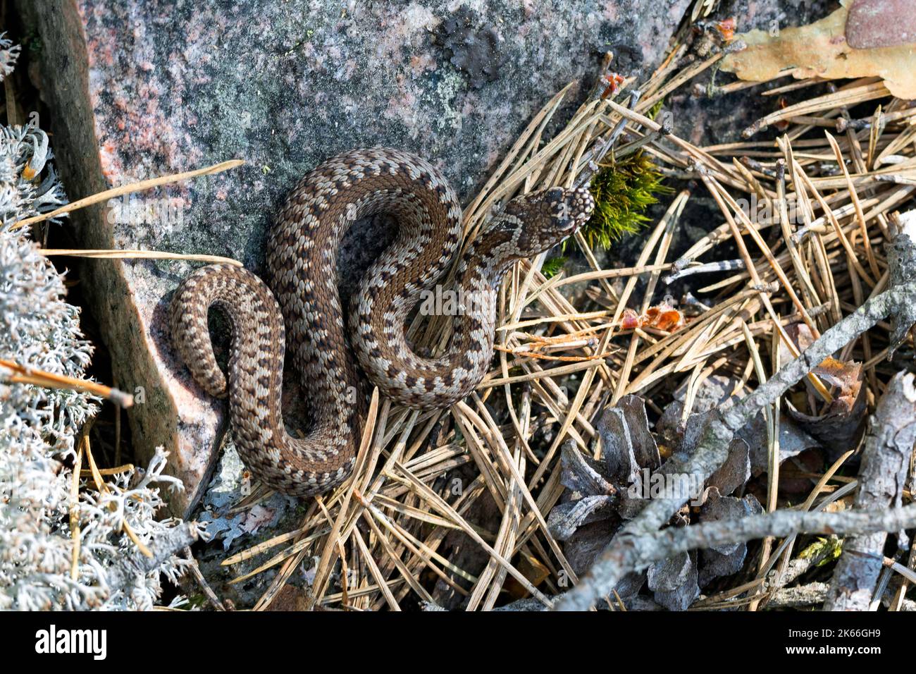 Adder, vipera comune, vipera comune europea, vipera comune (Vipera berus), su una roccia, Scandinavia Foto Stock