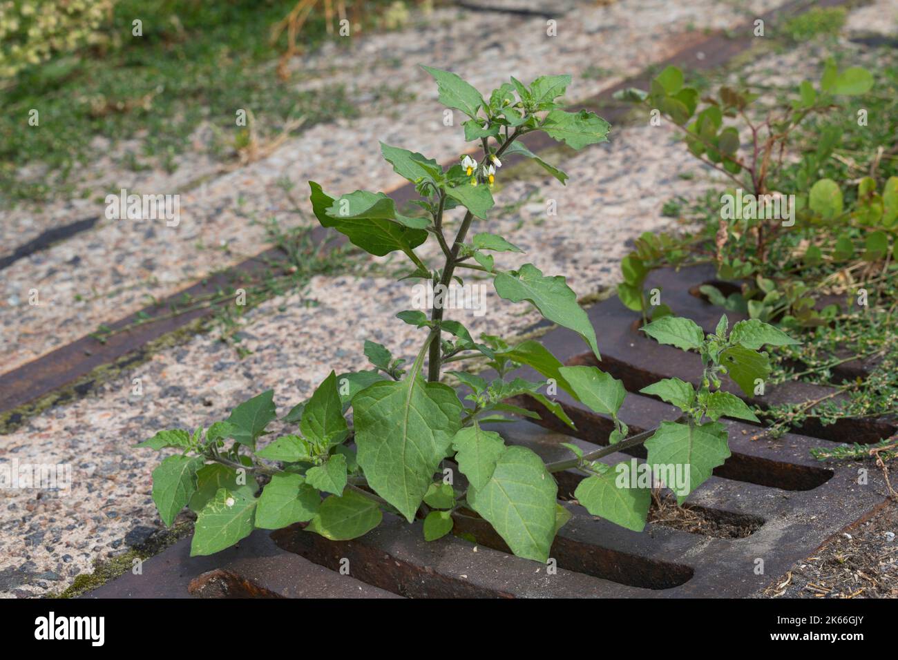 Comune Nightshade, Nightshade nero (Solanum nigrum), che cresce da un burrone, Germania Foto Stock