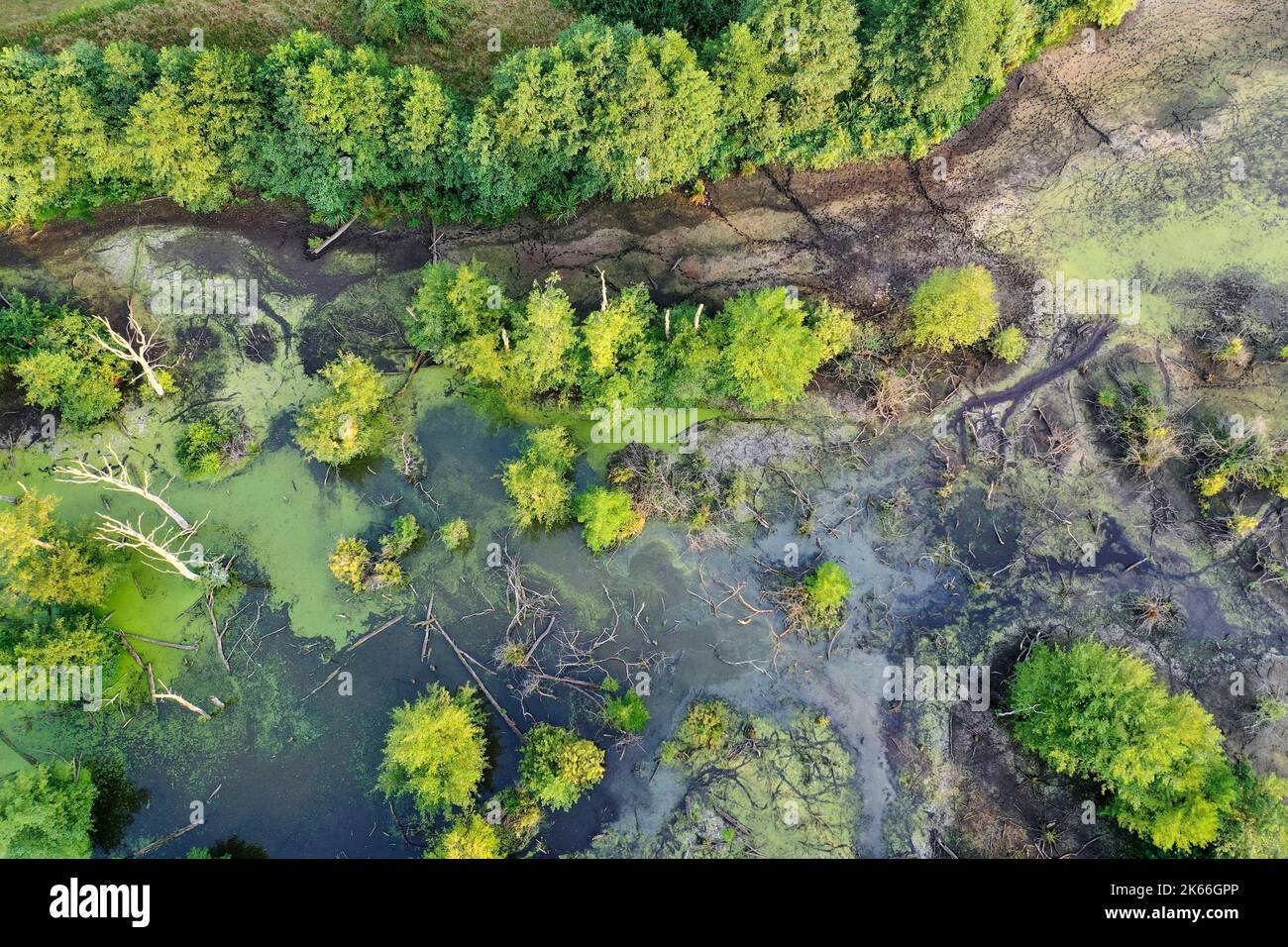 Hellmoor, zona umida, in acque basse nel settembre 2022, Laemmerhof, Germania, Schleswig-Holstein, Herzogtum Lauenburg, Panten Foto Stock