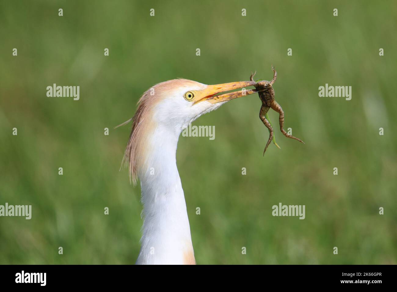 Airone di bufala (Ardeola ibis, Bubulcus ibis), con una rana commestibile nel conto, ritratto Foto Stock