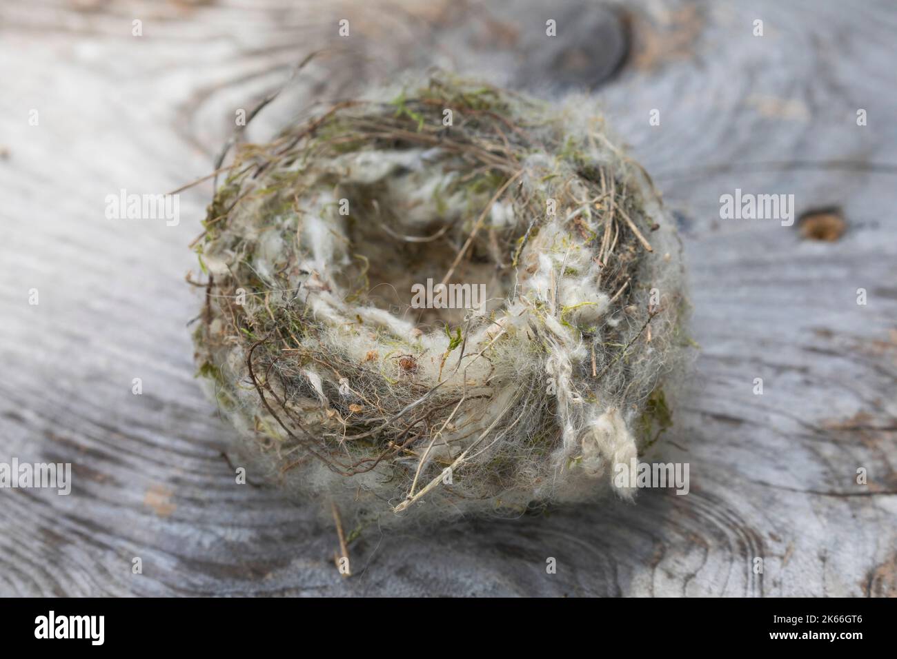 Nido d'uccello, rivestito con materiale morbido di un dispenser di materiale per nesting, Germania Foto Stock