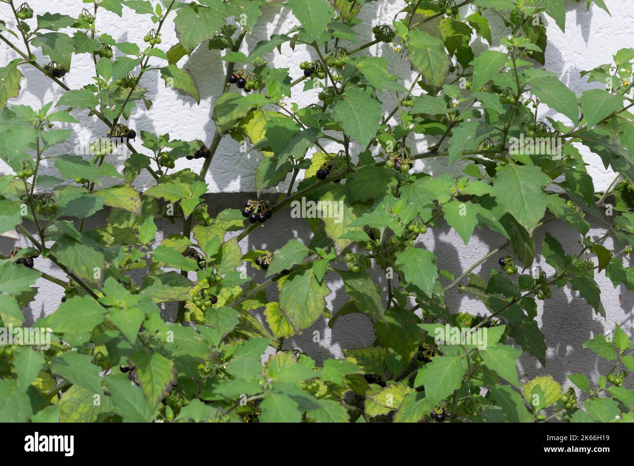 Comune Nightshade, Nightshade nero (Solanum nigrum), crescendo accanto a un edificio, fruttato, Germania Foto Stock
