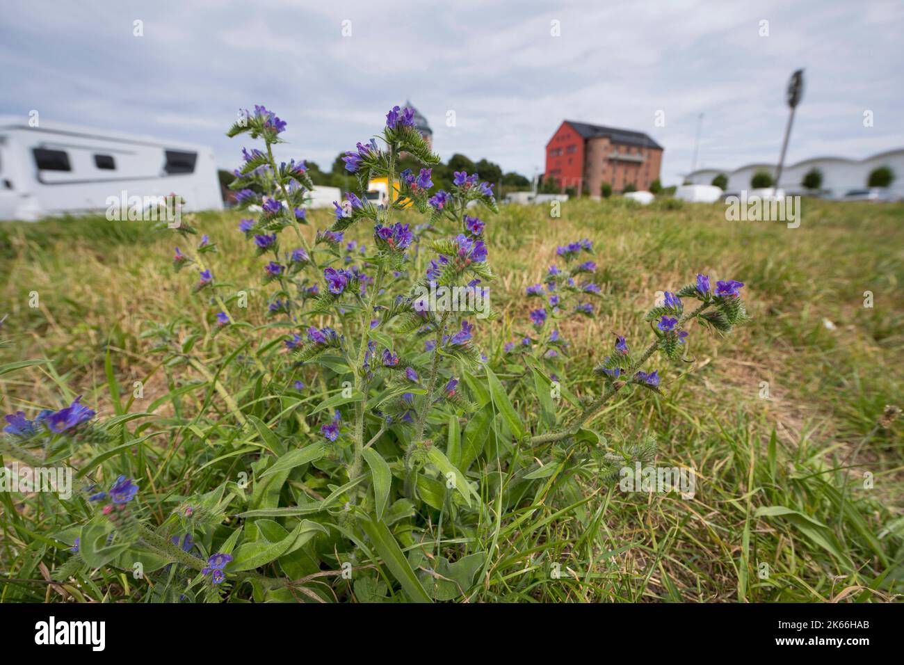Blueweed, blu devil, viper dell bugloss, comune del viper-bugloss (Echium vulgare), che fiorisce in un prato, Germania Foto Stock