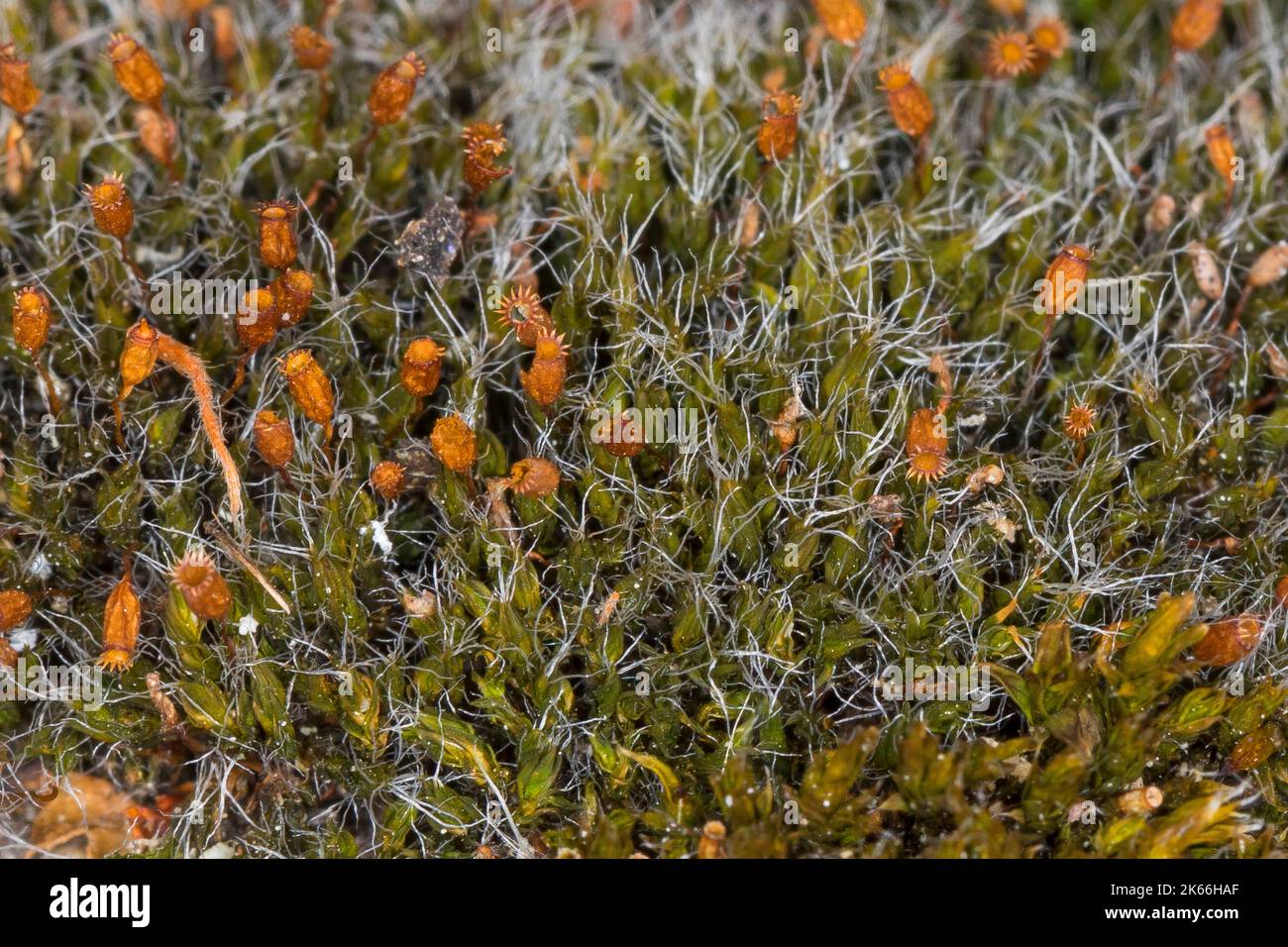 Argento cuscino sul marciapiede Moss, (Grimmia pulvinata), su una parete, Germania Foto Stock