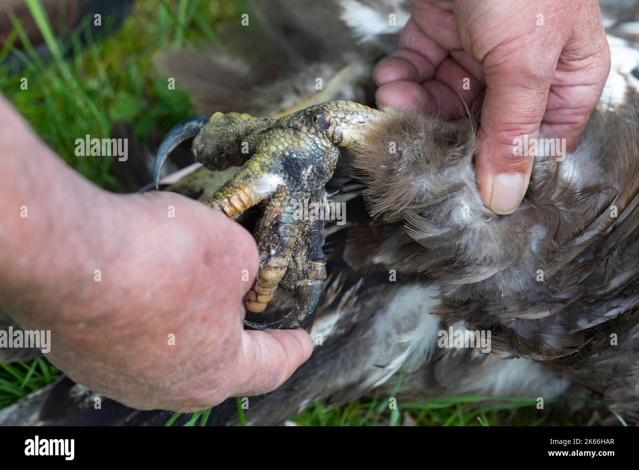 Aquila di mare dalla coda bianca (Haliaeetus albicilla), ferita da una trappola alle gambe e affamata dolorosamente entro due settimane Foto Stock