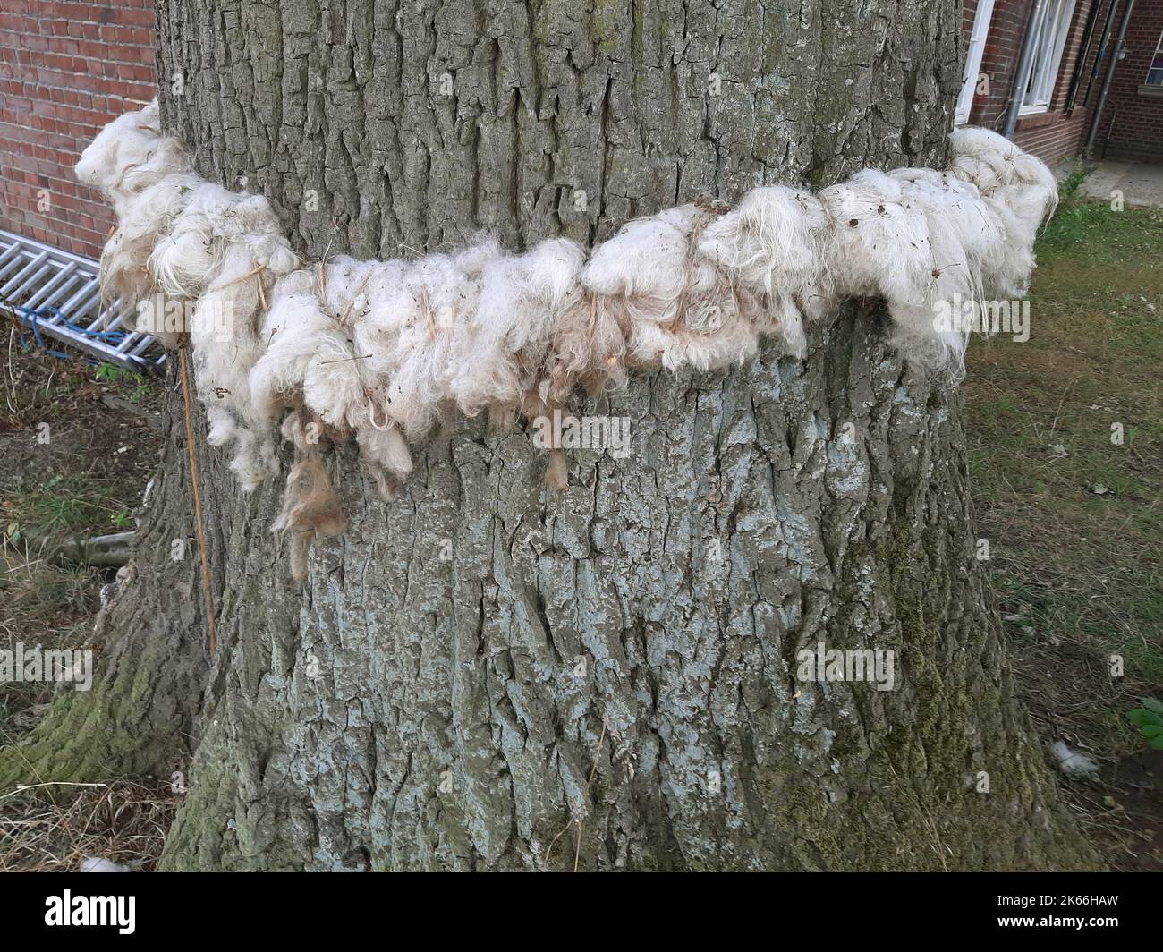 Falce processionarie (Thaumetopoea processionea), corona di lana di pecora intorno ad un vecchio albero di querce per allontanare il bruco processionario di querce, Foto Stock