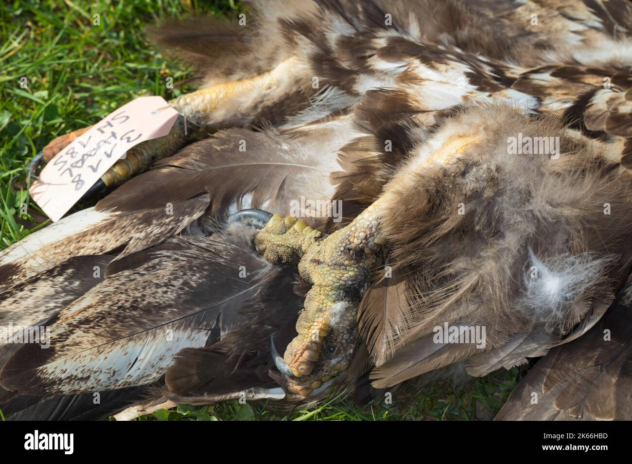 Aquila di mare dalla coda bianca (Haliaeetus albicilla), ferita da una trappola alle gambe e affamata dolorosamente entro due settimane Foto Stock
