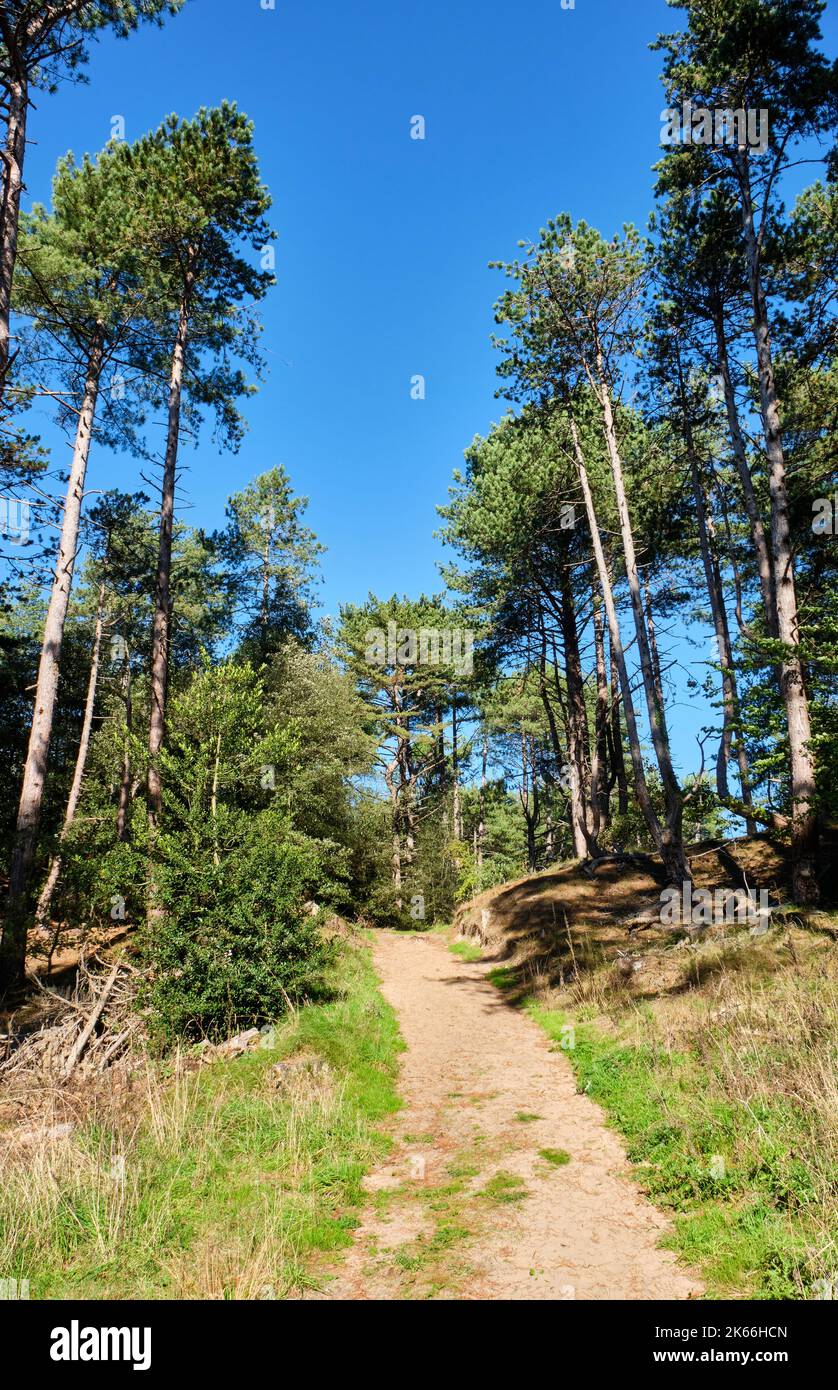 Attraversa gli alberi presso la riserva naturale nazionale di Holkham, Holkham, Norfolk Foto Stock