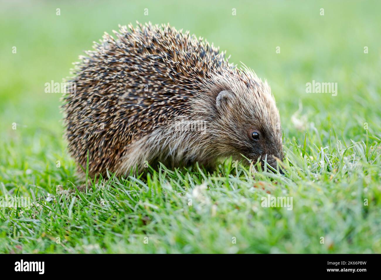 Riccio occidentale (Erinaceus europaeus) occupato a forare sull'erba Foto Stock