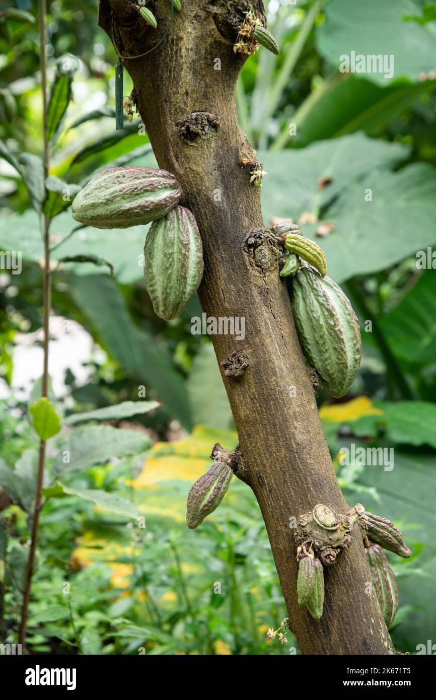 Cacao: Theobroma cacao. Giardino botanico, Regno Unito Foto Stock
