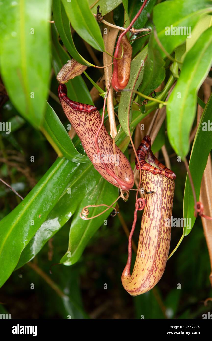 Pianta della caraffa:Nepenthes spectabilis x vricosa Foto Stock