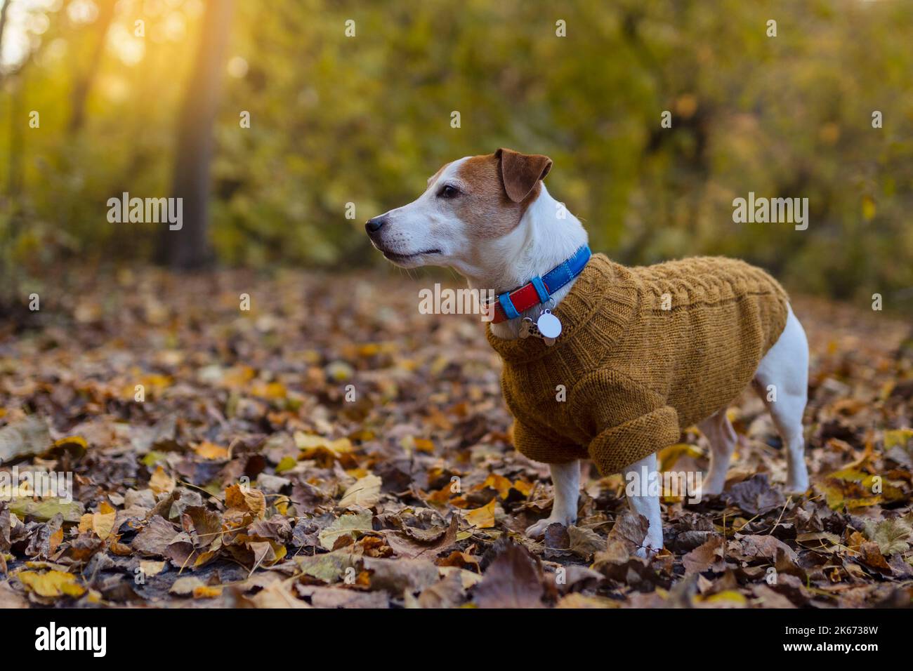 Buon autunno. Cane razza Jack Russell per una passeggiata in una bella foresta autunnale. Foto Stock