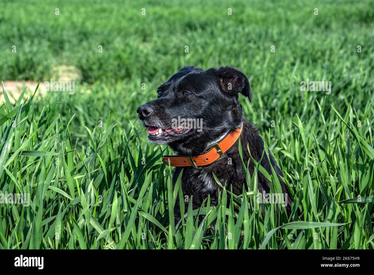 ANIMALI : GUARDARE CANE NERO Foto Stock