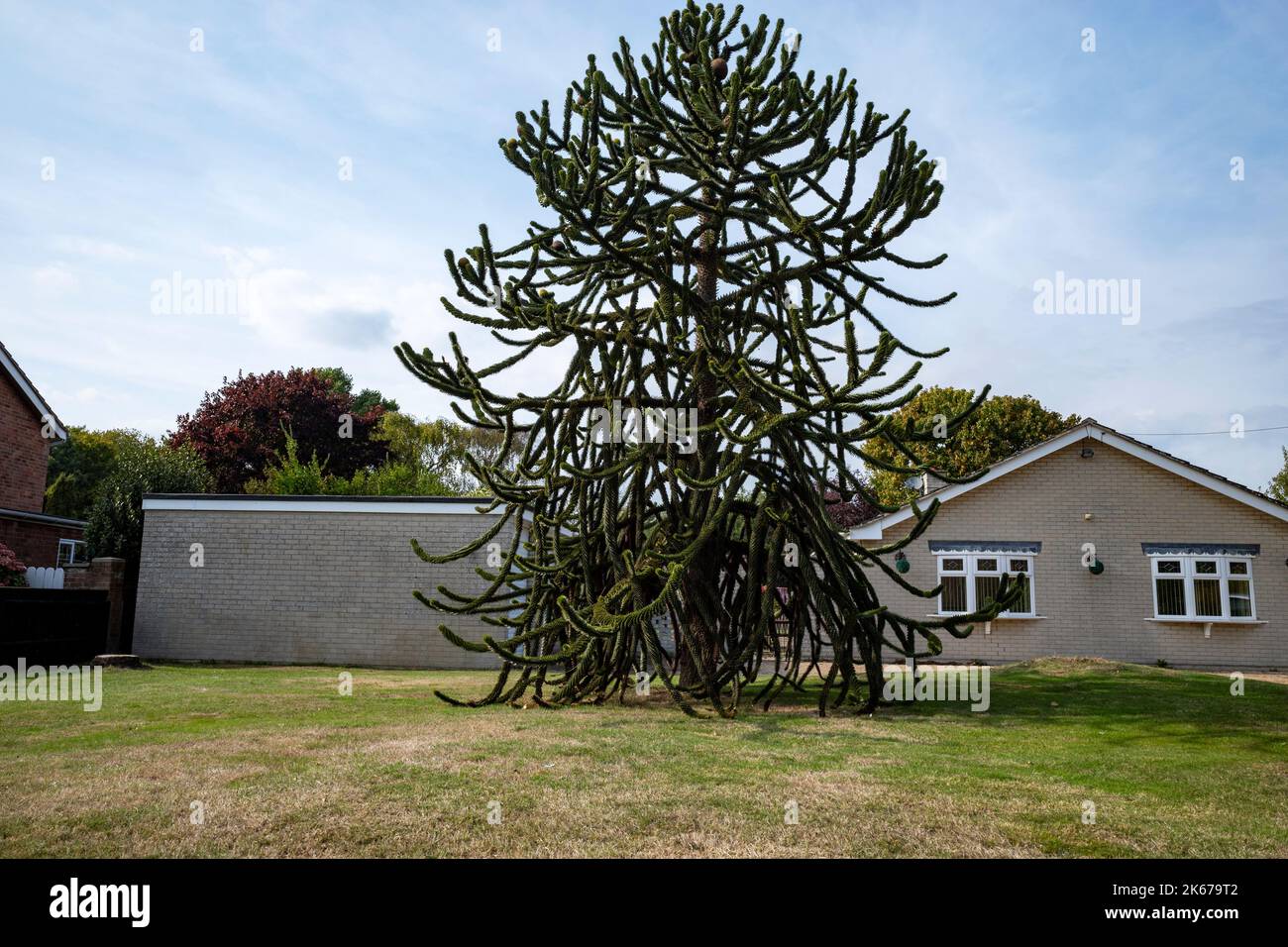 Monkey puzzle tree Foto Stock