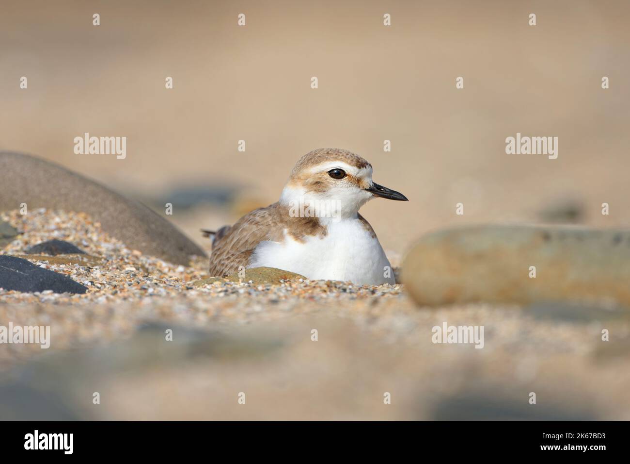 Kentish Plover maschio (Charadrius Alexandrinus) sul suo nido. Baie du mont Saint Michel, Manica, Normandie, Francia. Foto Stock