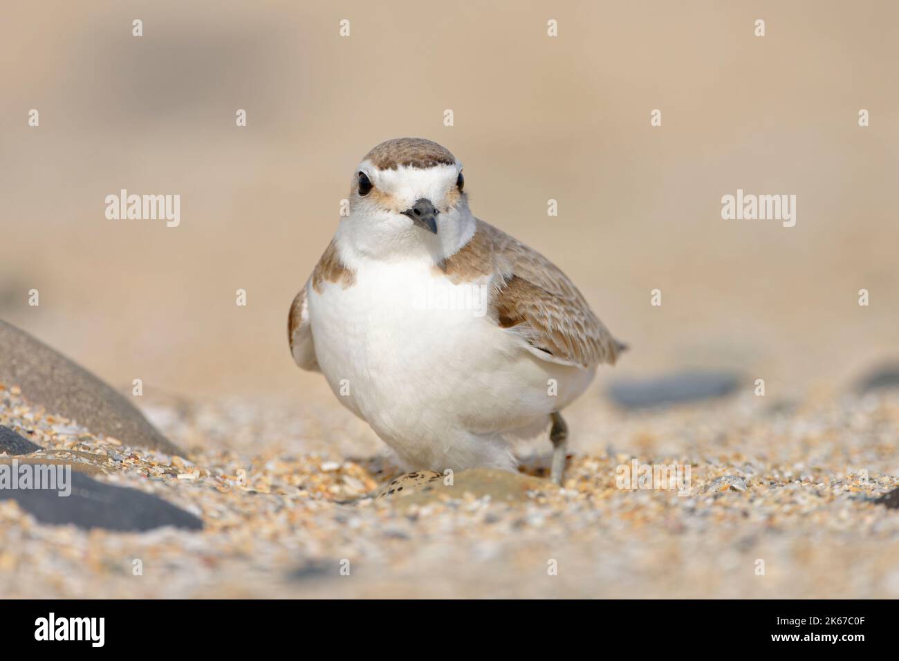 Kentish Plover maschio (Charadrius Alexandrinus) sul suo nido. Baie du mont Saint Michel, Manica, Normandie, Francia. Foto Stock