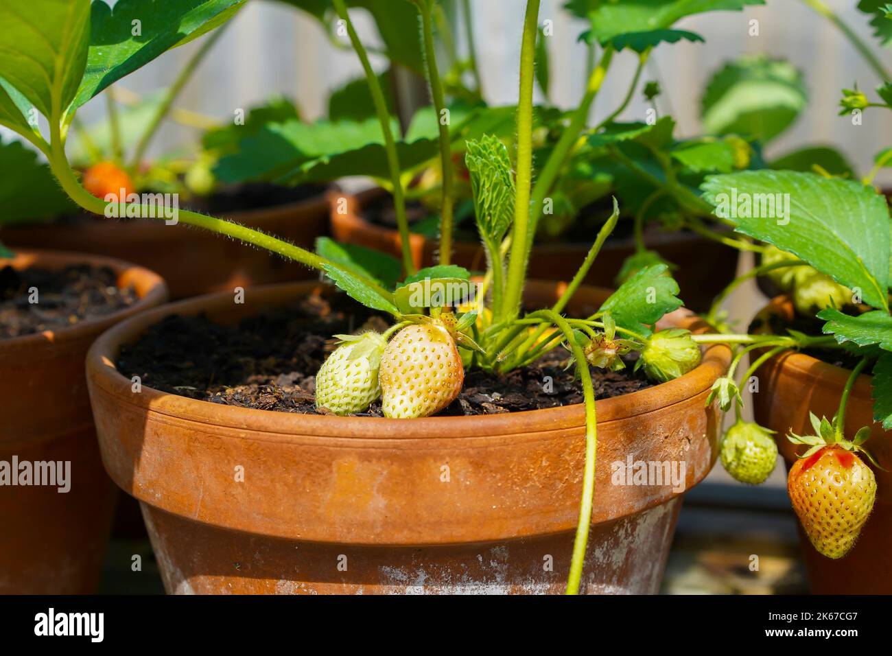 Primo piano delle fragole britanniche, coltivate in tradizionali vasi di terracotta, con maturazione delle fragole. Foto Stock