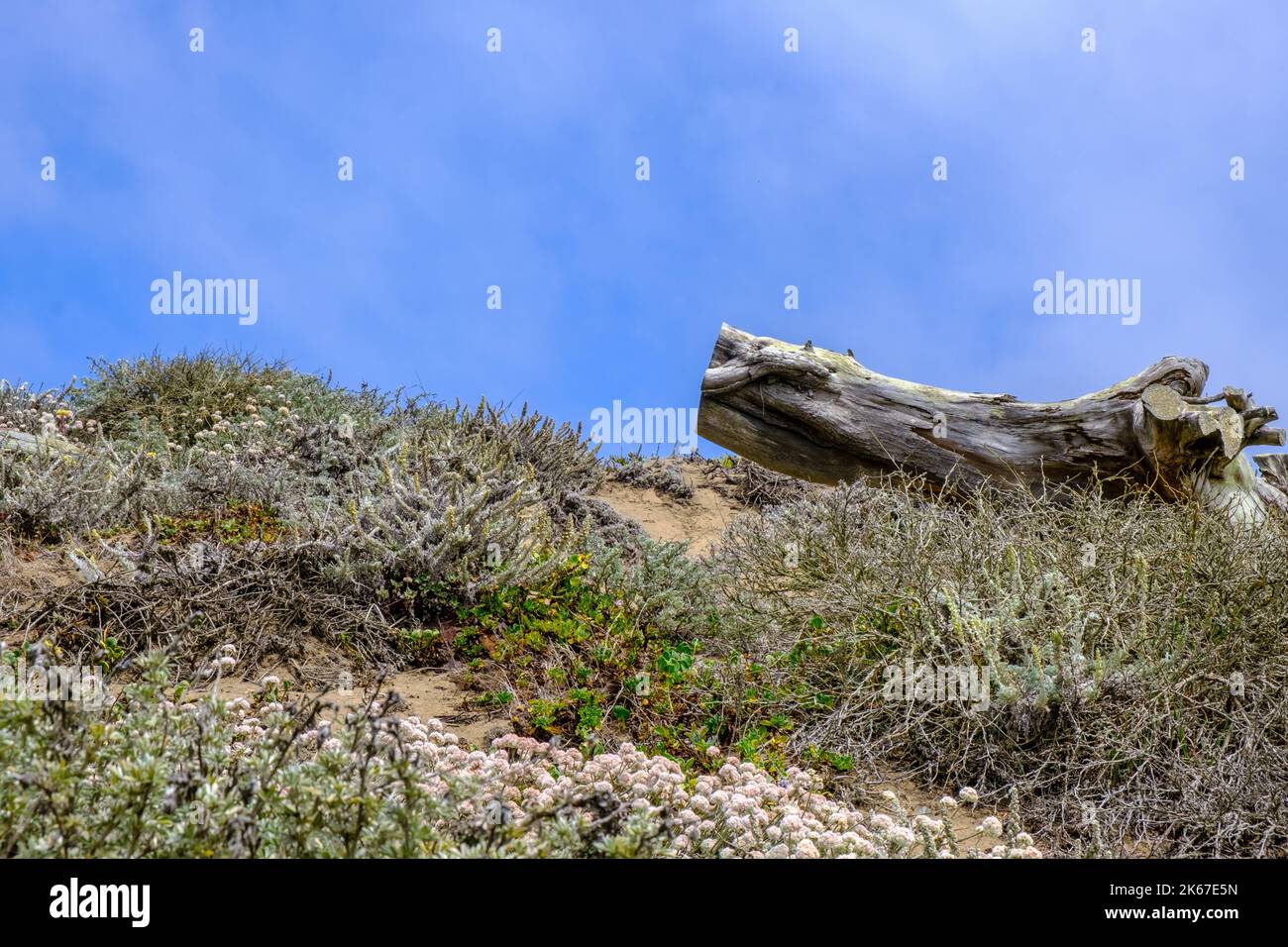 Un vecchio ceppo sulla scogliera sabbiosa a Lands End, San Francisco, California, USA, con varie erbe e piante macinate. Foto Stock