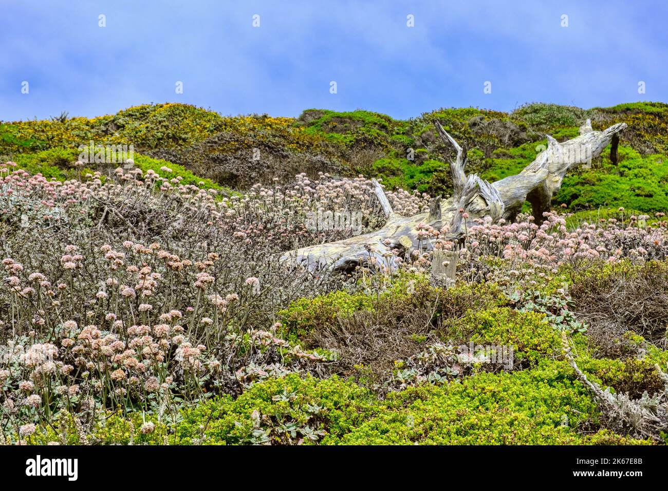 Un vecchio ceppo sulla scogliera sabbiosa a Lands End, San Francisco, California, USA, con varie erbe e piante macinate. Foto Stock