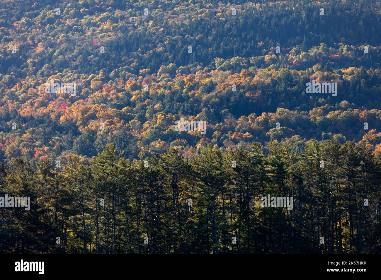 Fogliame autunnale, Long Lake, Adirondacks, New York Foto Stock