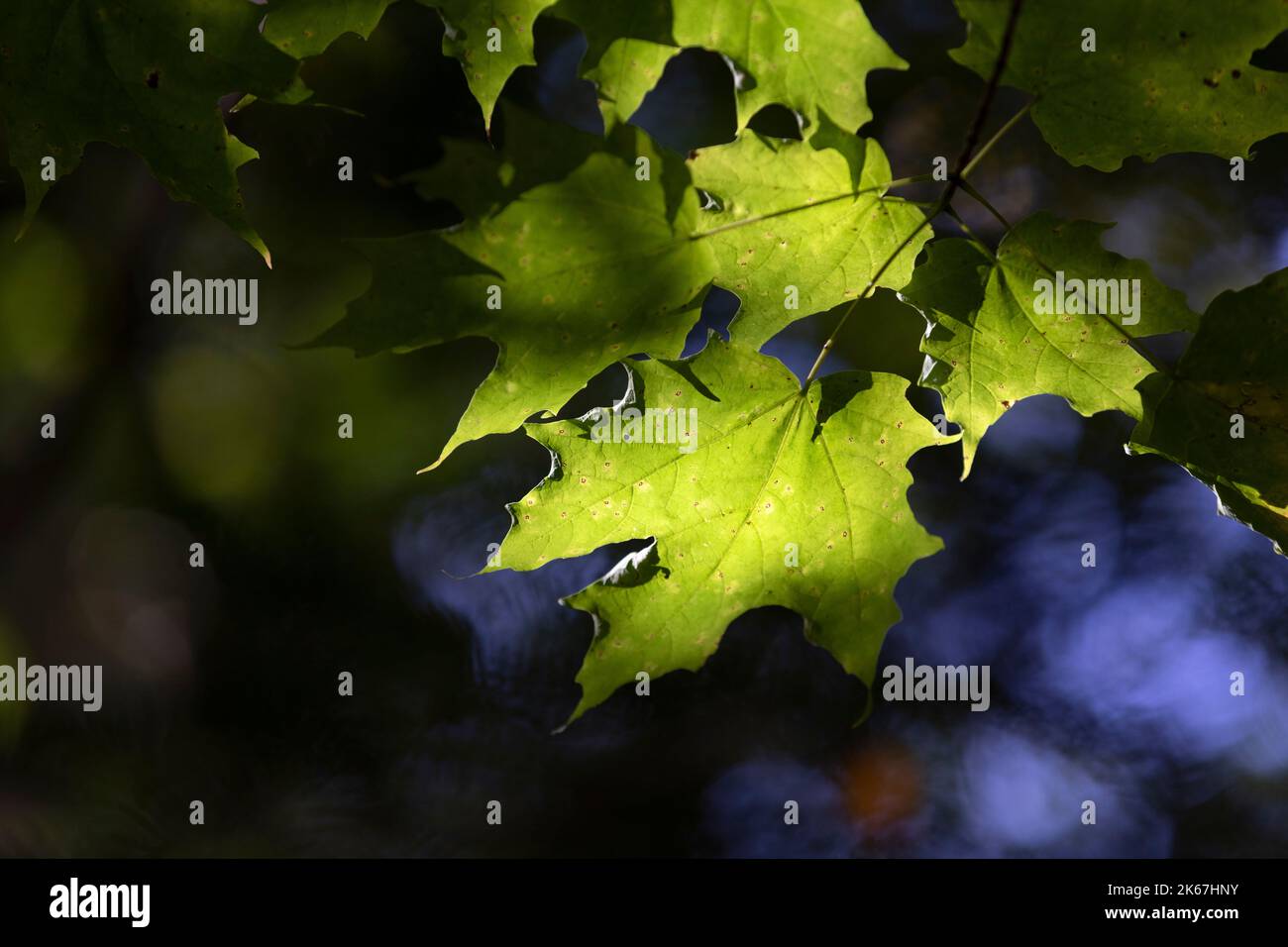 Filtraggio della luce solare attraverso il baldacchino dell'albero di fogliame di caduta, New Engalnd Foto Stock