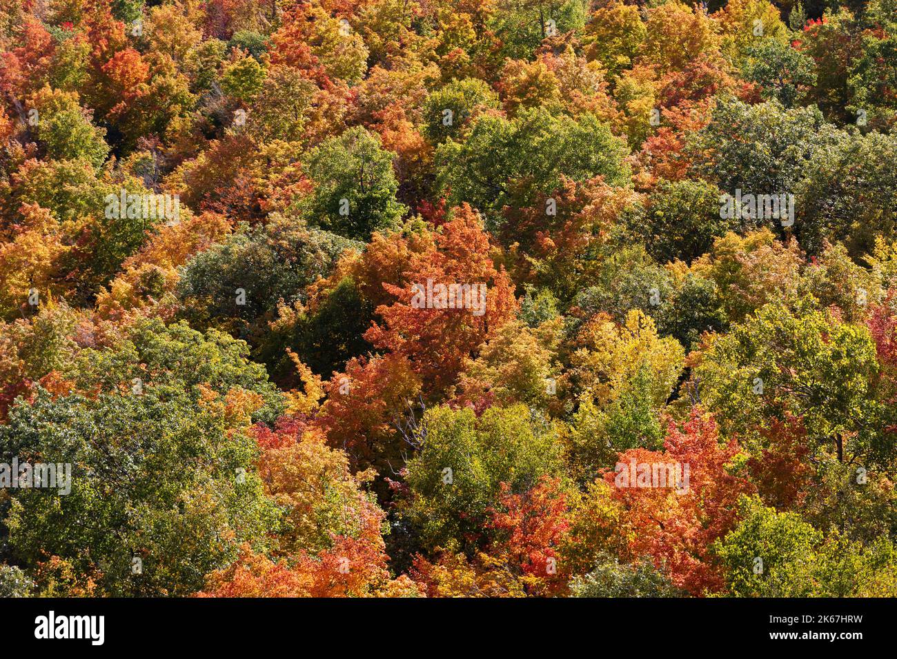 Collina brillante fogliame autunnale, Adirondacks, New York Foto Stock