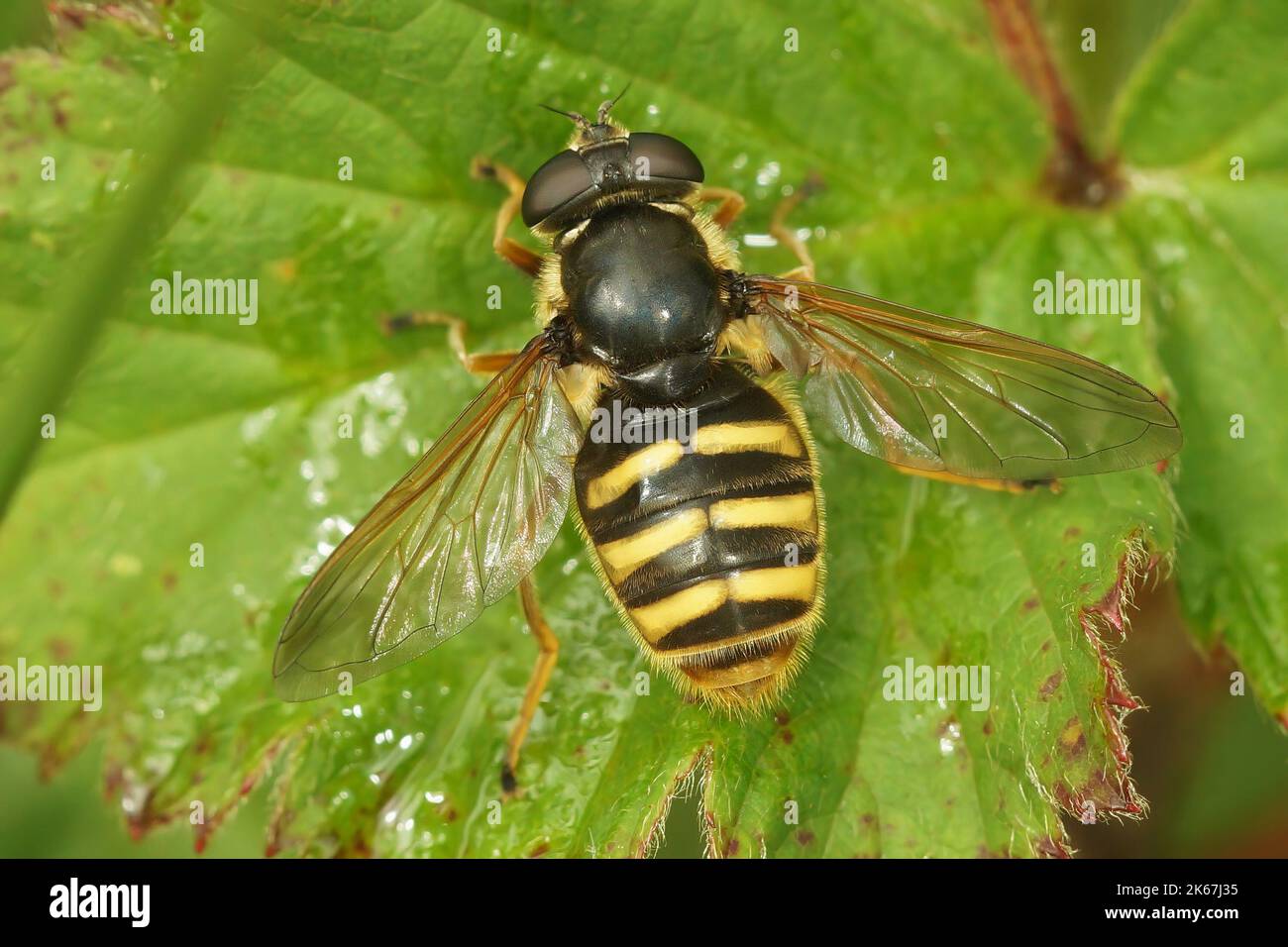 Primo piano dorsale su un mosca pepata con sbarramento giallo, Sericomyia silentis seduto su una foglia verde Foto Stock