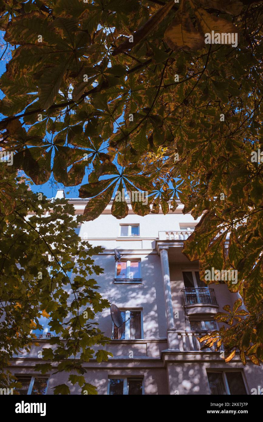 foglie di castagno autunnali con un edificio sullo sfondo Foto Stock