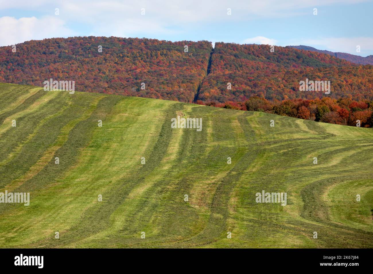 Confine internazionale del Canada degli Stati Uniti tagliato in collina, autunno paesaggio fogliame, Vermont settentrionale Foto Stock