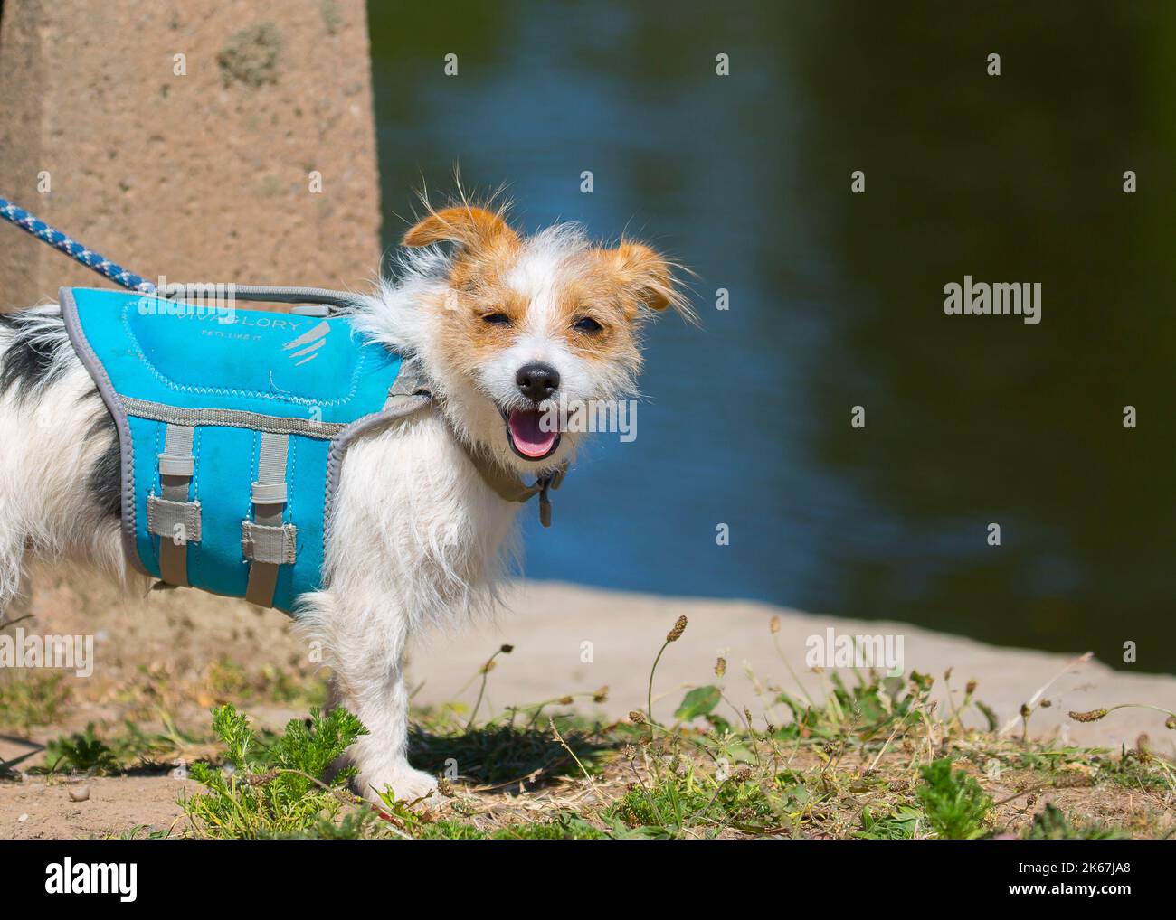Piccolo cane isolato lungo un fiume britannico al caldo sole indossando un giubbotto salvagente prima di salire a bordo di un kayak. Foto Stock