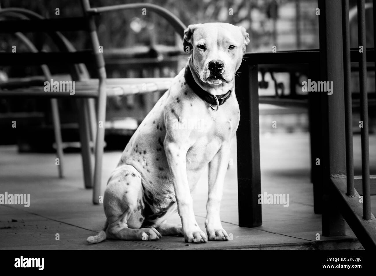Pitbull bianco con macchie nere seduti sul patio con le orecchie tirate indietro Foto Stock